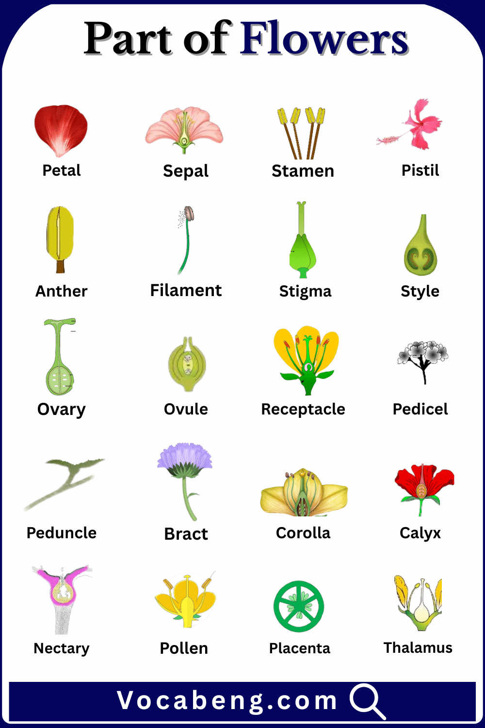 20 Parts of Flowers with Names with their Pictures