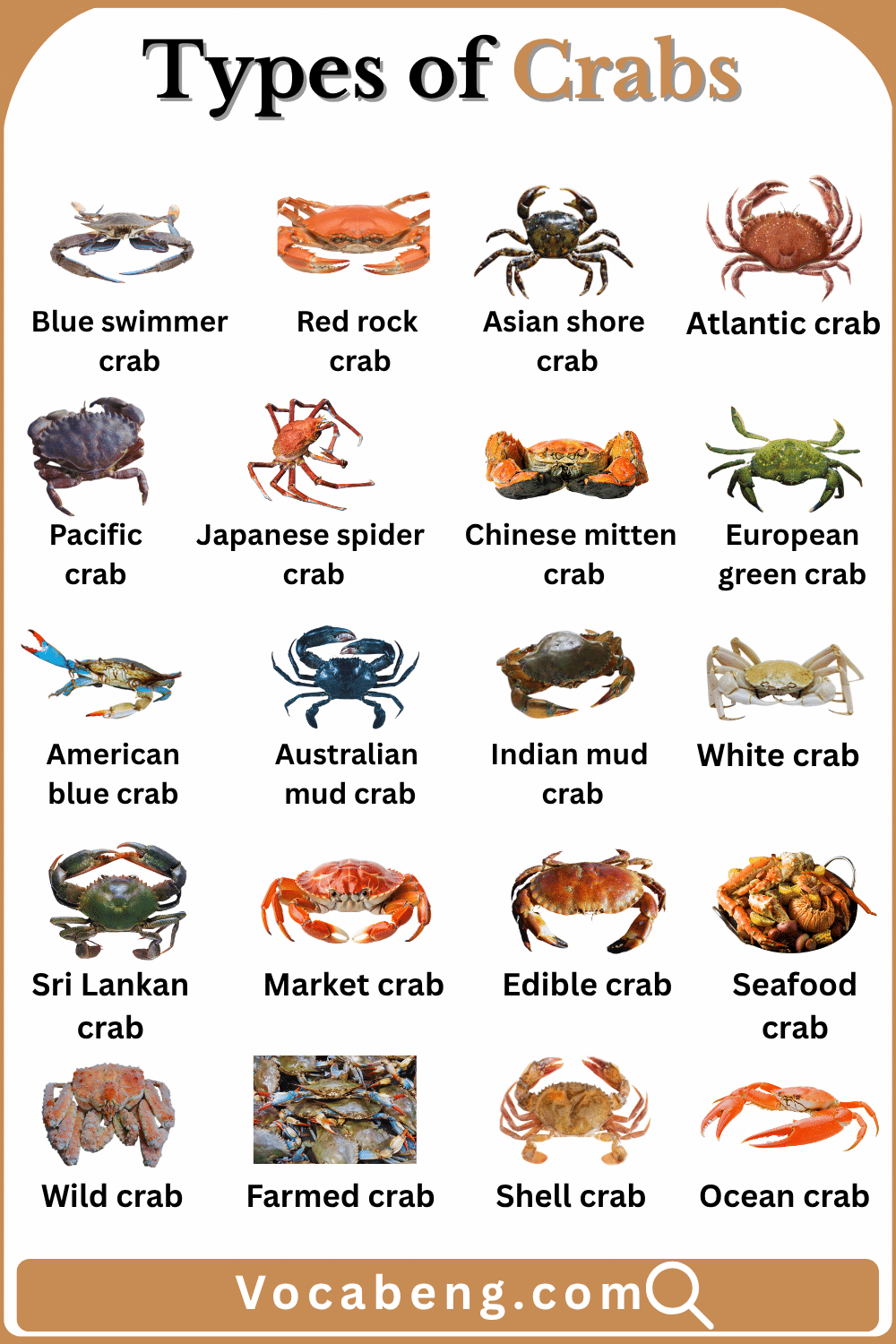 Common Crabs Types with their Pictures