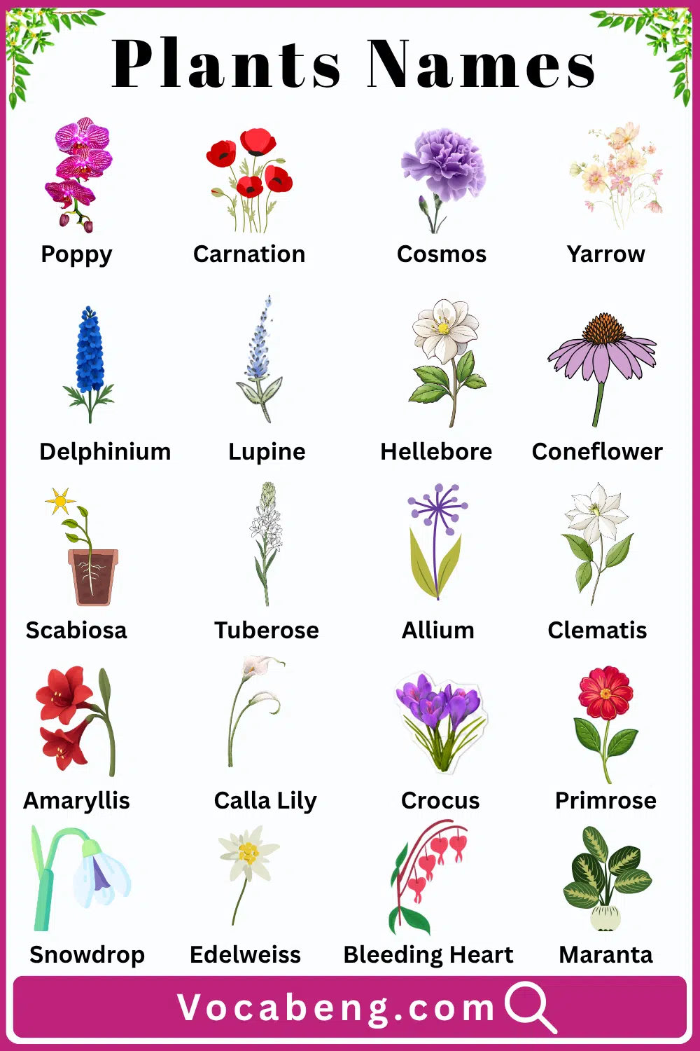 60 Plants name with their Pictures