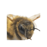 Abdomen | Parts of Bee