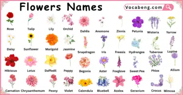 80 Flowers Names in English and their Pictures