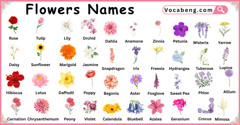 80 Flowers Names in English and their Pictures