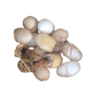 Alligator egg | Types of Eggs with Names in English