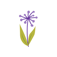 Allium