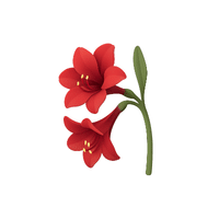 Amaryllis