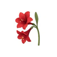Amaryllis