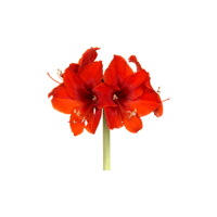 Amaryllis | Flowers Names in English