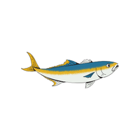 Amberjack