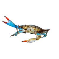 American Blue Crab