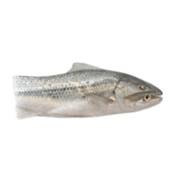Anal fin | Parts of Fish