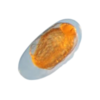 Anchovy egg