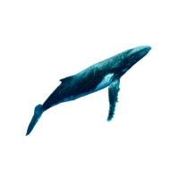 Ancient Whale | Types of Whales with Names in English