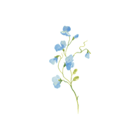 Anemone