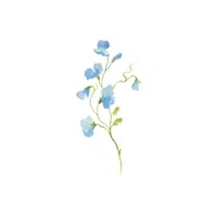 Anemone