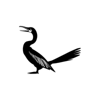 Anhinga | Water Birds Names