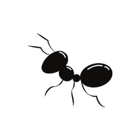 Ant | Insects with Names
