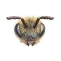 Antennae | Parts of Bee