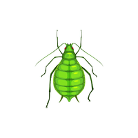Aphid | Insects with Names