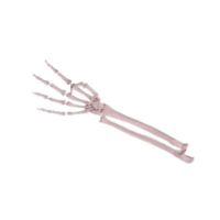 Arm bone | Parts of Body with Names in English