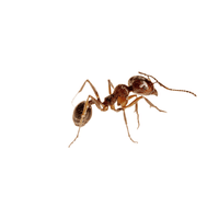 Army Ant