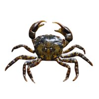 Asian Shore Crab