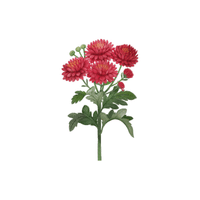Aster | Plants and Their Names