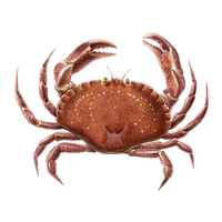 Atlantic Crab