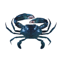 Australian Mud Crab