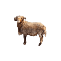 Awassi sheep | Types of Sheep Breeds with Names