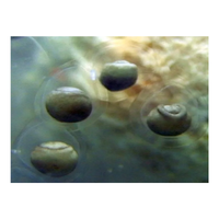 Axolotl egg