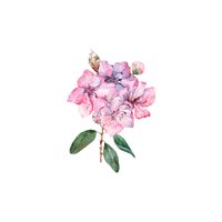 Azalea | Plants and Their Names