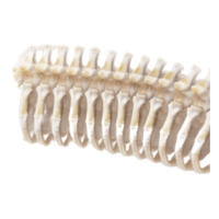 Backbone | Parts of Fish