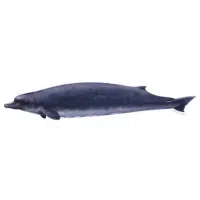 Baird Whale | Types of Whales with Names in English