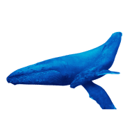 Baleen Whale | Types of Whales with Names in English