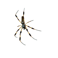 Banana Spider | Types of Spiders with Names