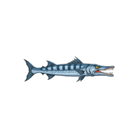 Barracuda | Types of Fish with Names in English