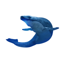 Basilosaurus | Types of Whales with Names in English