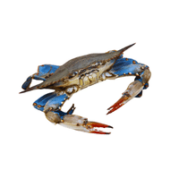 Bay Crab | Types of Crabs with Names in English
