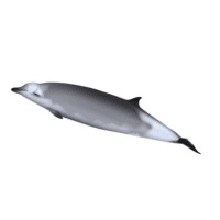 Beaked Whale