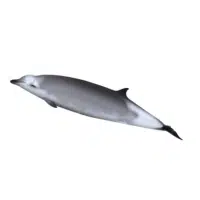 Beaked Whale