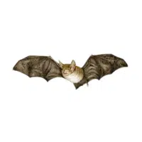 Bechstein’s bat
