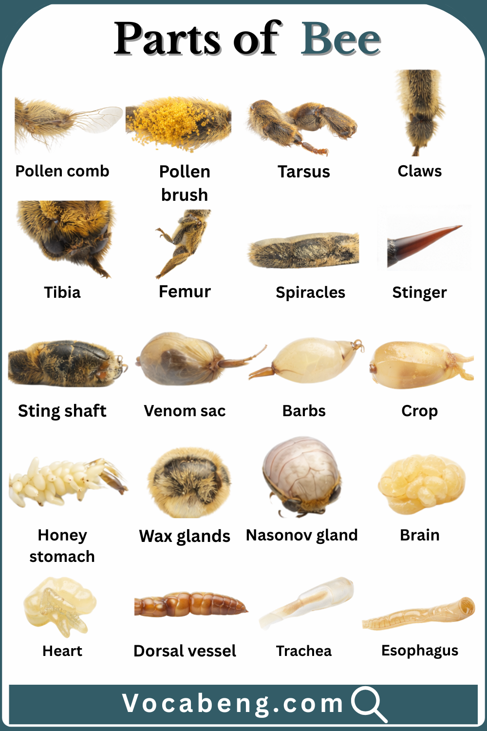 Bee Parts Names in English with there Pictures