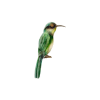 Bee-eater | Flying Birds Names