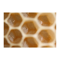 Bee egg | Types of Eggs with Names in English