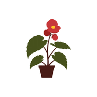 Begonia | Plants and Their Names