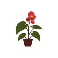 Begonia | Plants and Their Names