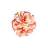 Begonia | Flowers Names in English