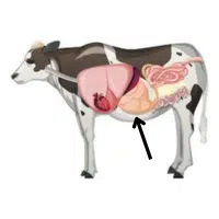 Belly  | Parts of Cow with Names in English 