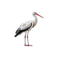 Black Stork | Water Birds Names