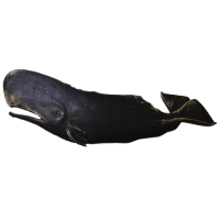 Black Whale | Types of Whales with Names in English